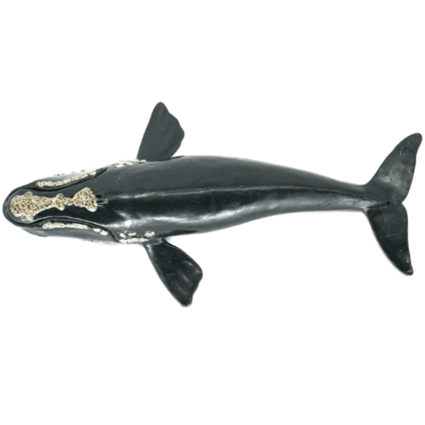 Schleich Nordkaper Wal 14558